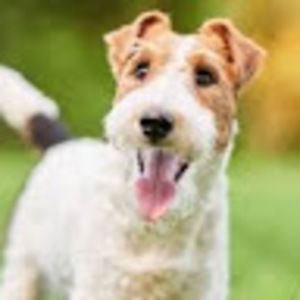 Meet your Posher, Good